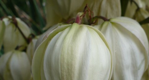 Fleur de yucca