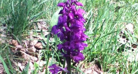 Orchidée, Orchis mascula