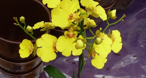 Orchidée oncidium sphacelatum