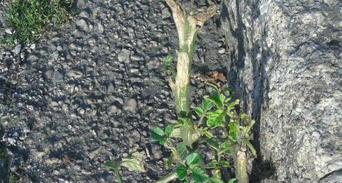 Tomate au bord d'un rond-point