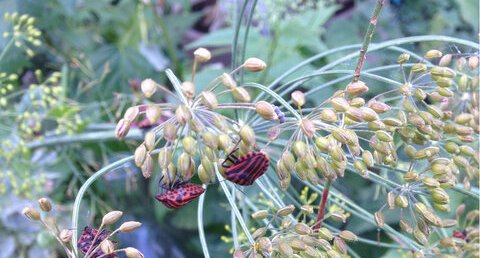 Punaise Arlequin, Graphosoma italicum