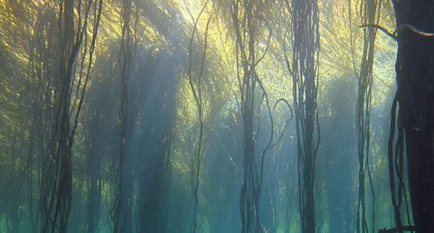 Forêt d'himanthale - Haricot de mer