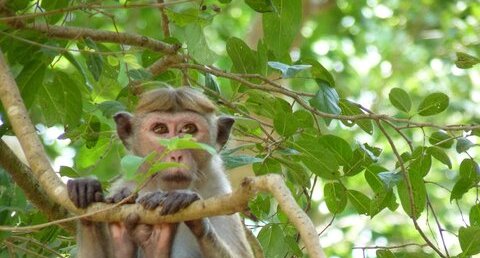 Macaque à toque - Macaca sinica