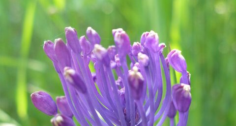 Muscari à toupet