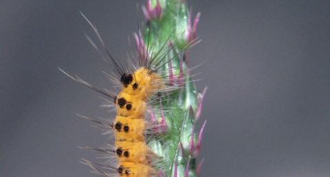 Chenille d'espèce inconnue