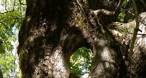 Arbre percé - gros plan