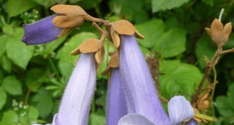 Fleurs de paulownia