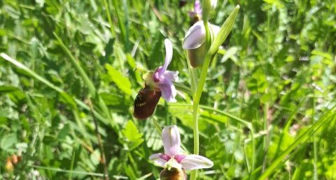 Ophrys fuciflora, Ophrys bourdon