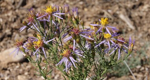 Aster sedifolius