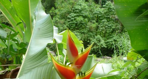 Heliconia