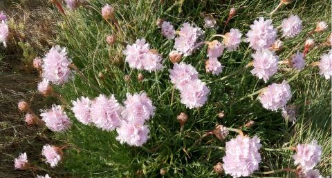 Fleurs de bord de mer (Kerroch 56)