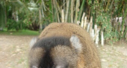 Eulemur fulvus, Maki de mayotte