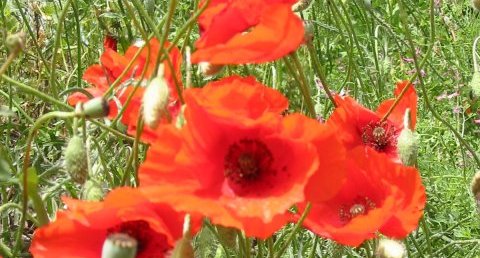 Coquelicot