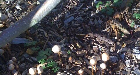 Petits champignons