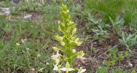 Platanthère des montagnes