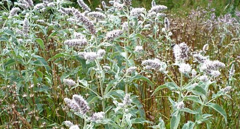 Menthe à longues feuilles