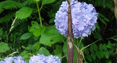 Hortensias et pousses de bambou