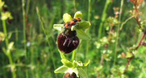 Ophrys araignée