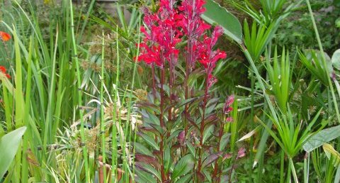 Lobelia speciosa