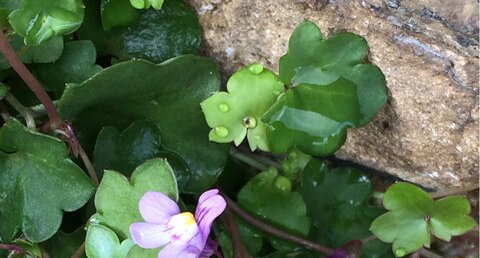 Cymbalaire des murailles Cymbalaria muralis