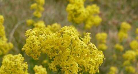 Aster lynosiris - sous réserve