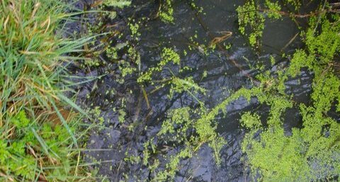 Lentilles d'eau