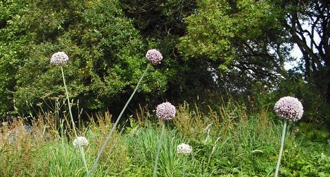 Ail en fleur