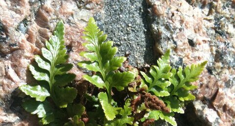 Polypode vulgaire, fougère des murs