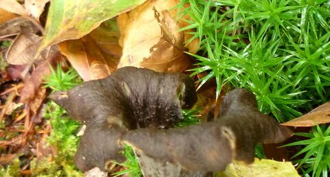 Champignon "trompette de la mort"