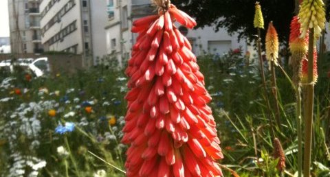 Kniphofia (à vos souhaits !)