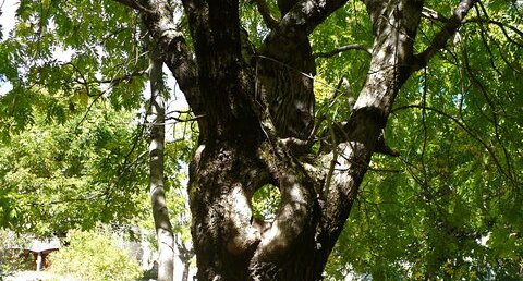 Arbre percé