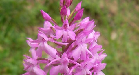 Orchidée sauvage - Orchis pyramidale