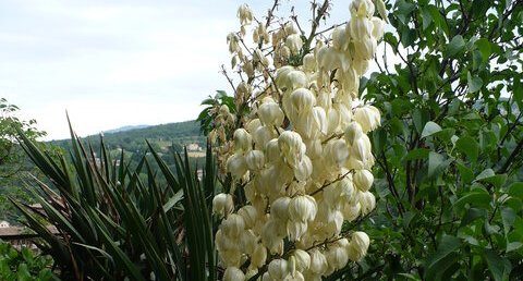 Yucca