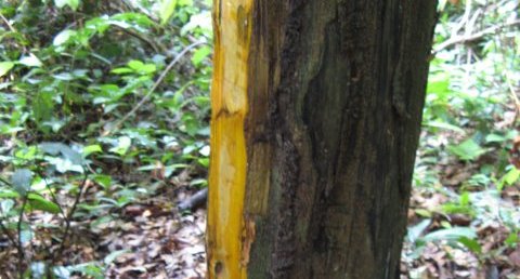 Arbre de la forêt équatoriale