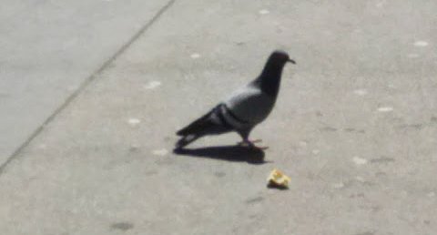 Pigeon ( Columba)