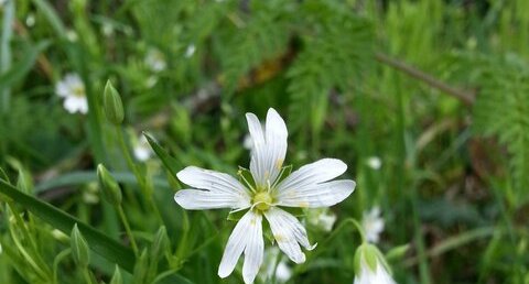 Stellaire à feuilles de graminées