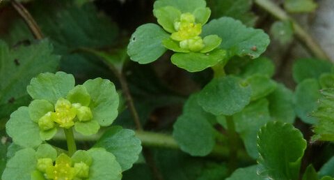 Chrysosplenium oppositifolium