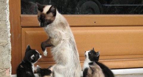 Famille de Chats