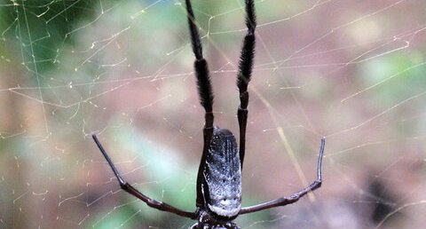 Araignée à toile d'or (Nephila comorana)