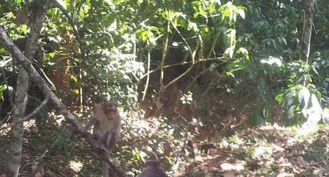 Macaques