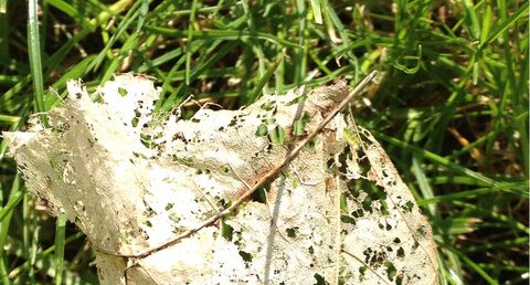 Mille-pattes, feuille morte en dentelle