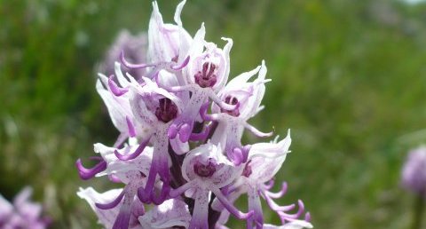 Orchis singe