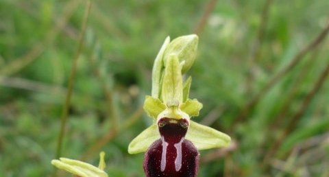 Ophrys araignée