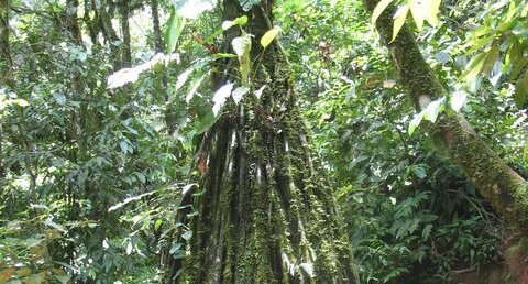 Racines échasses en milieu tropical