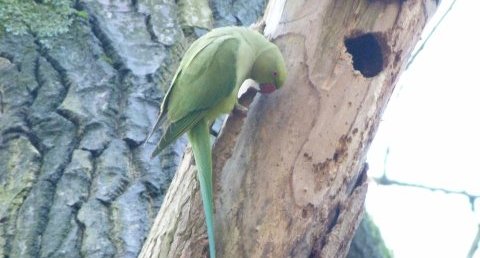 Perruche à collier - Psittacula krameri