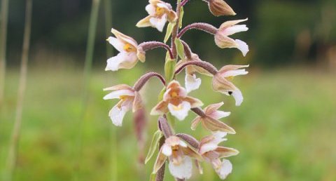 Epipactis des marais