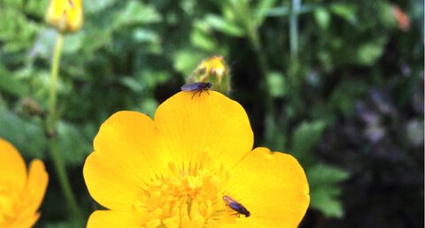 petites bleues sur grande jaune