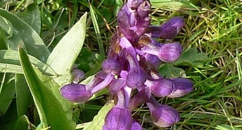 Orchis mâle