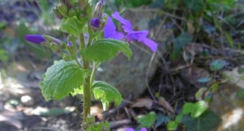 Monnaie du pape (lunaria annua)