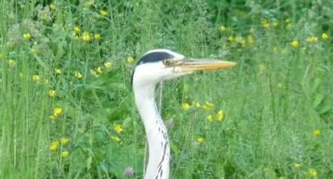 Héron cendré - Ardea cinerea